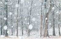 Bomen in de sneeuw van Ellis Pellegrom thumbnail