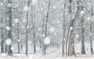Des arbres dans la neige sur Ellis Pellegrom