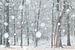 Des arbres dans la neige sur Ellis Pellegrom