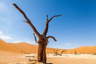 Dead tree in Sossusvlei in Namibia by Simone Janssen thumbnail