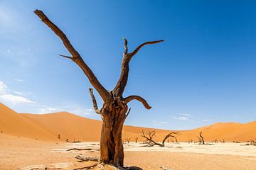 Dode boom in Sossusvlei in Namibië van Simone Janssen