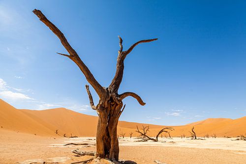 Dode boom in Sossusvlei in Namibië