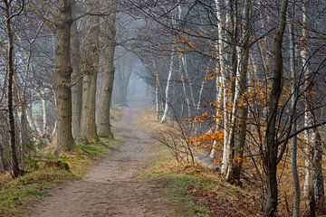Forest path in autumn by AdJ Fotografie