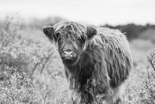 Jonge Schotse hooglander in zwart wit