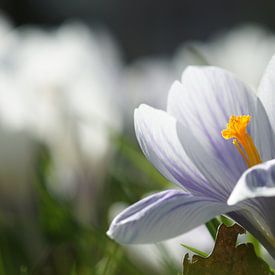 Gelassen von Carla Mesken-Dijkhoff