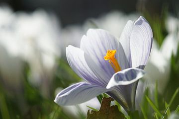 Gelassen von Carla Mesken-Dijkhoff
