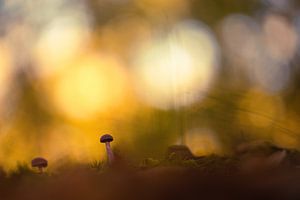 petit champignon sur peterheinspictures