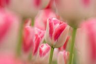 Tulip white-pink-Keukenhof by Marco Liberto thumbnail