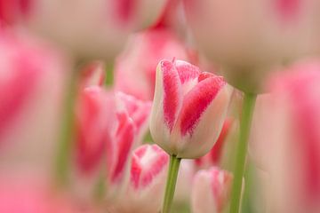 Tulip white-pink-Keukenhof by Marco Liberto