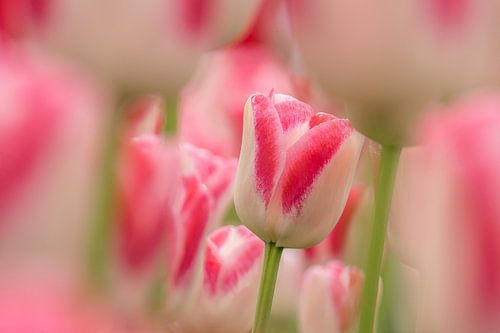 Tulp   wit -roze-Keukenhof