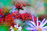 Makrofoto in der Natur aufgenommen