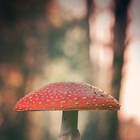 agaric moucheté sur Marcel Bakker