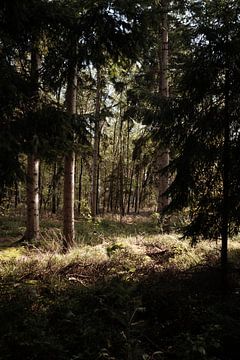 Blick durch den ungehemmten Wald von Heleen. Visual Storytelling