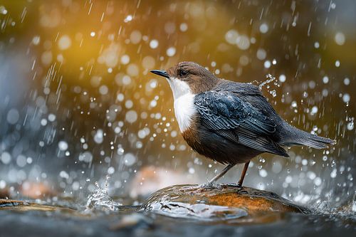 Waterlijster bij de beek (Cinclus cinclus)