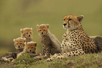 Cheeta, Afrika, met jongen van Gert Hilbink