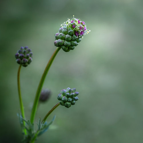 Kleine Brennnessel (Sanguisorba minor), auch bekannt als Pimpernelle, Edi