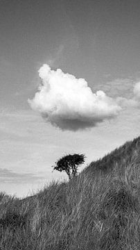 Een boompje met ruis, filmisch zwart-wit van Yanuschka Fotografie | Noordwijk