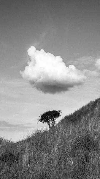 A tree with noise, cinematic black and white by Yanuschka | Fotografie Noordwijk