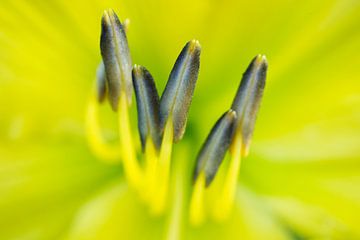 Yellow Lily Stamen II by Iris Holzer Richardson