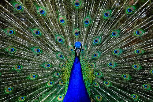 Peacock