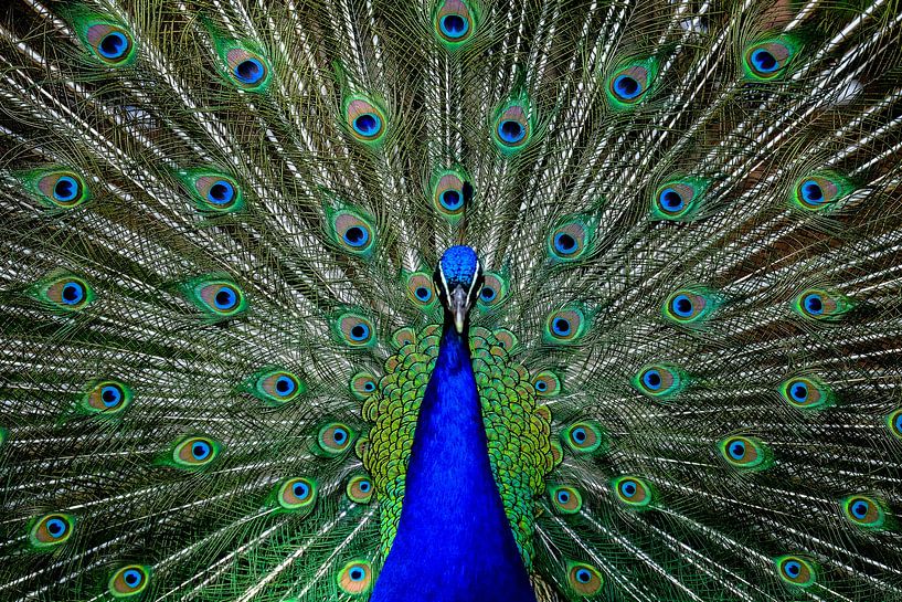 Peacock by Arno Maetens