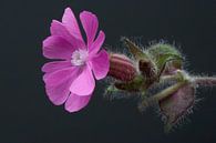 Day cuckoo flower by Gea van der Veen-Smedeman thumbnail