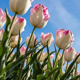 Weiße Tulpe mit rosa Rändern auf dem Feld. von Elly Damen