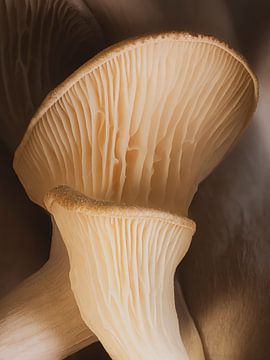 Pilze - Organic Flow – Sanfte Lamellen von Max Steinwald