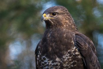 Mäusebussard in Nahaufnahme