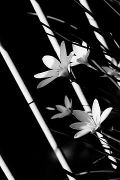 Westwind Lilie | schwarz und weiß