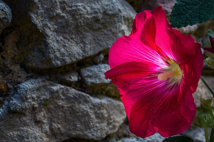 Zonnigebloem van Onno van Kuik
