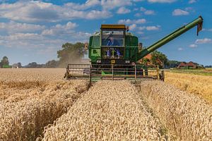Récolte du blé sur Ron Buist