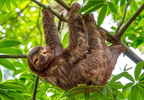 Funny Sloth hangs in tree
