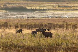 Rothirsche in der Bronzezeit von Jack Van de Vin