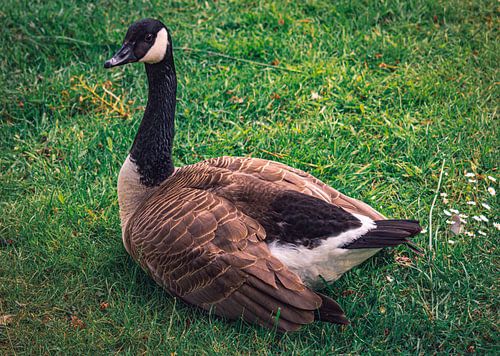 Wild geese, ducks and birds enjoy the spring on a lush green meadow in the castle park in Borbeck