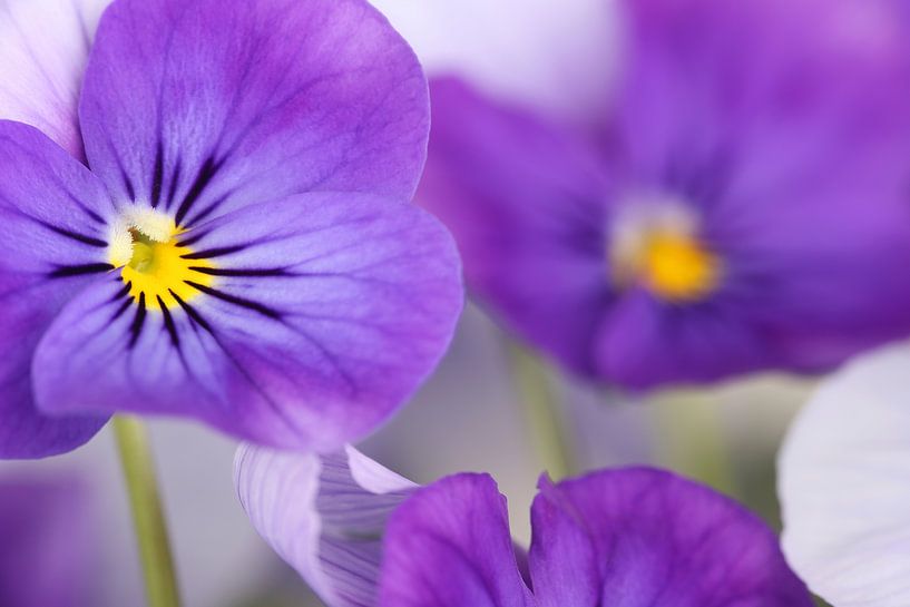 Close-up of Violets by Ronald Pol