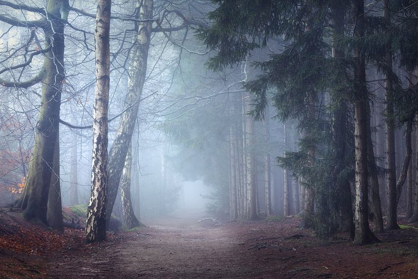 Magical Cape forests by Roelie Steinmann