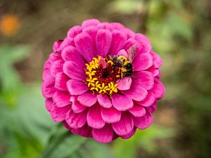 Biene auf rosa Blume