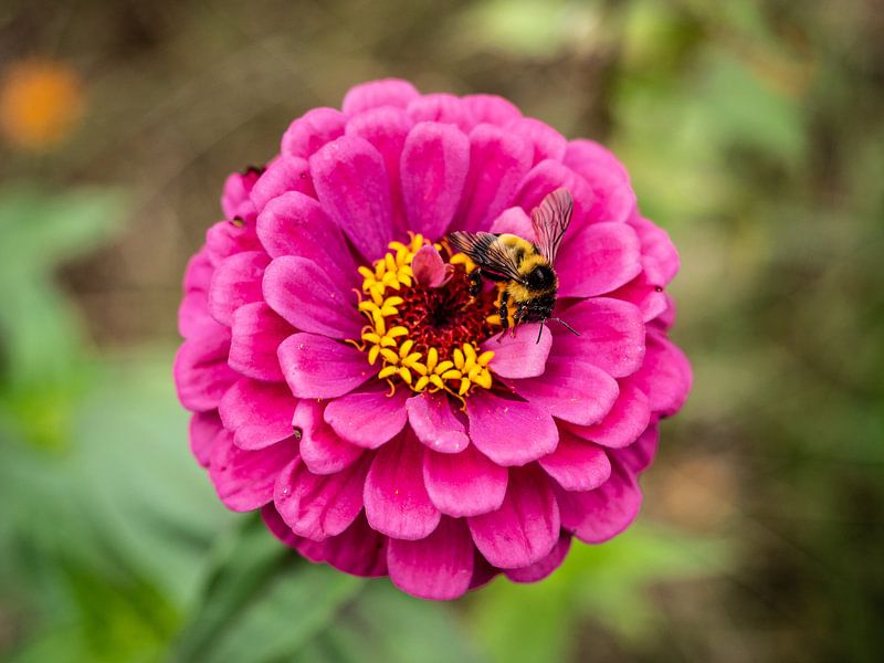 Bee on pink flower by Stijn Cleynhens
