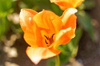 Tulipan