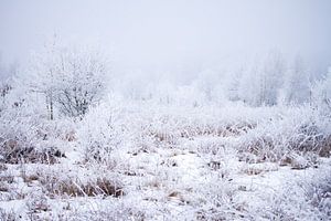winterlandschap op de heide