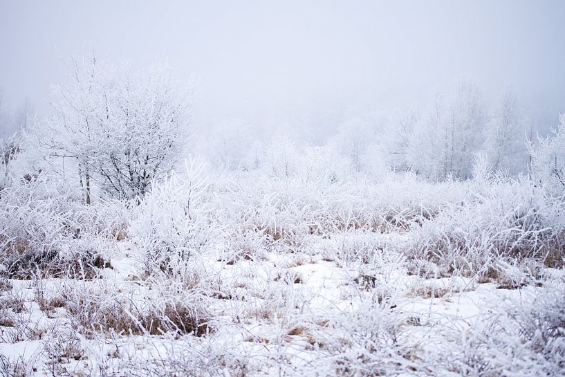 winter wonderland on the heath by Karijn | Fine art Natuur en Reis Fotografie