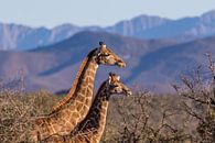 Giraffen mit schönen Bergen im Hintergrund Südafrika von John Stijnman Miniaturansicht