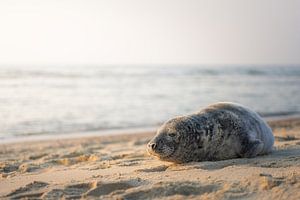 Robbe am Strand von Thom Brouwer