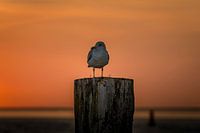 Meeuw voor het wad bij Ameland