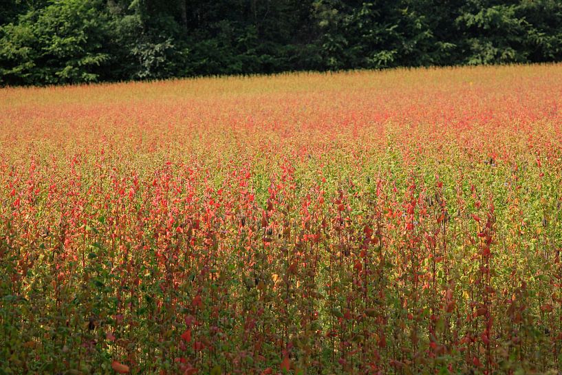Malerisch von Thomas Jäger
