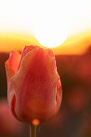Tulip at sunrise