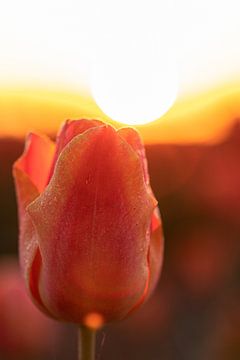 Tulp bij zonsopkomst van Davey Bogaard