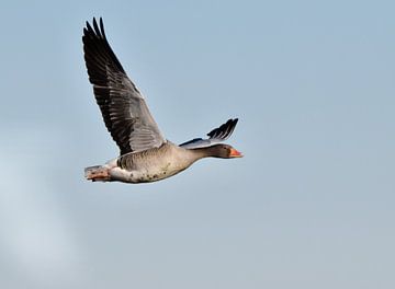 The Greylag Goose in flight. by Sybren Mulder