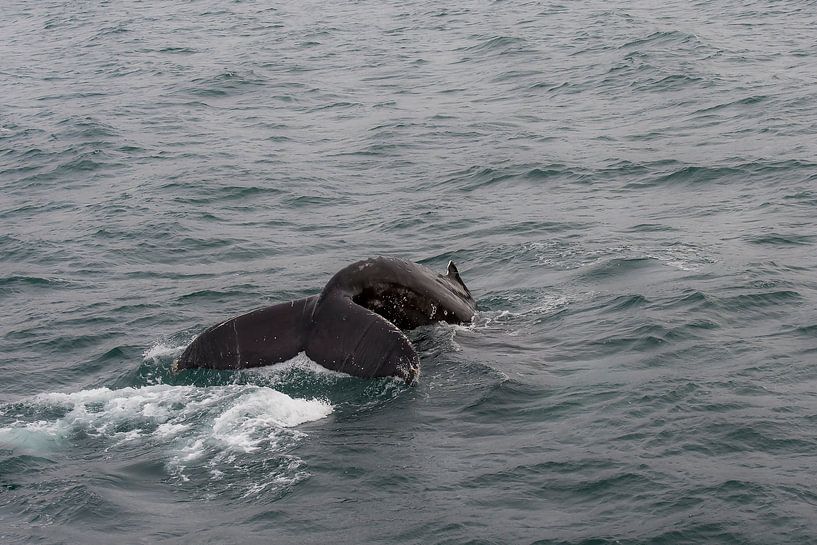 Humpback Whale von Rene Jacobs